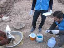 اتمام مرحله سیزدهم واکسیناسیون رایگان نیوکاسل طیور بومی و روستایی در گناباد